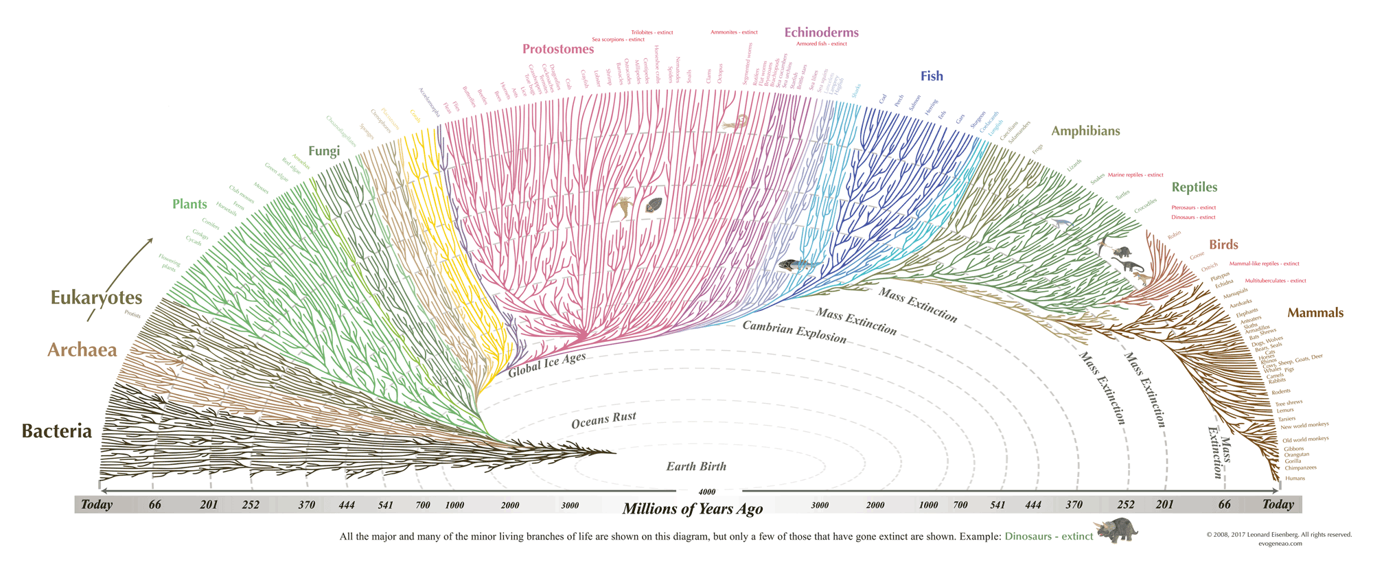 8_treeoflife.png
